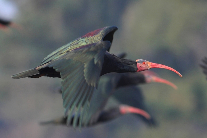 ibis eremita