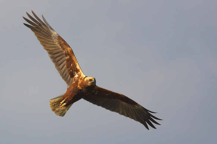 falco di palude