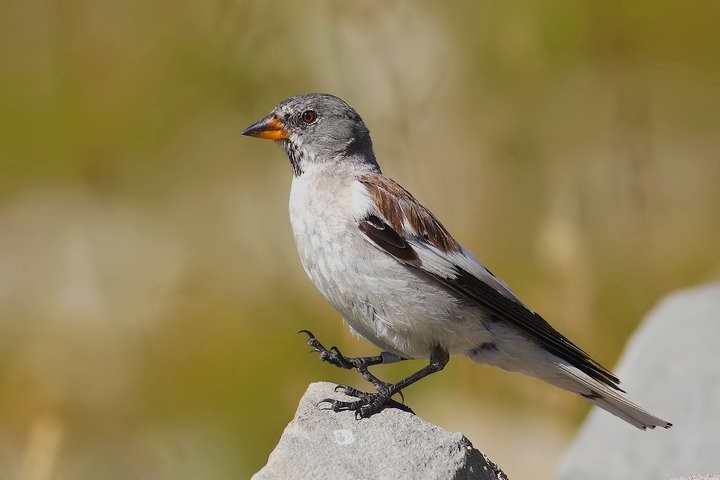 il passo e lo stacco dell''alpino