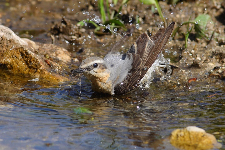 stand bathing