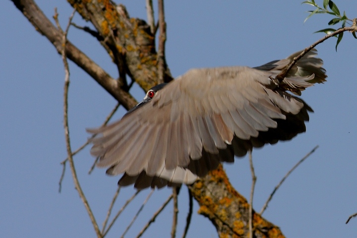 l''occhio della nitticora