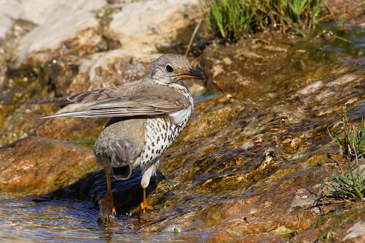 serie di tordela al bagno