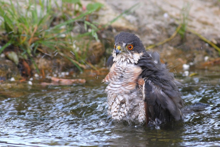 stand bathing