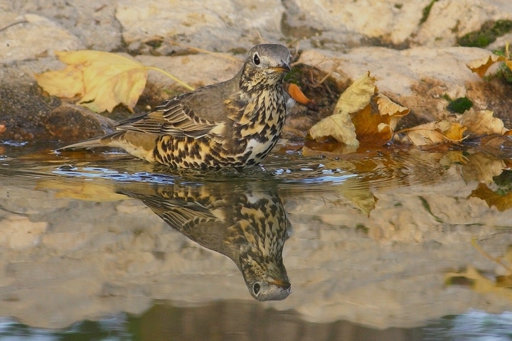 tordela allo specchio