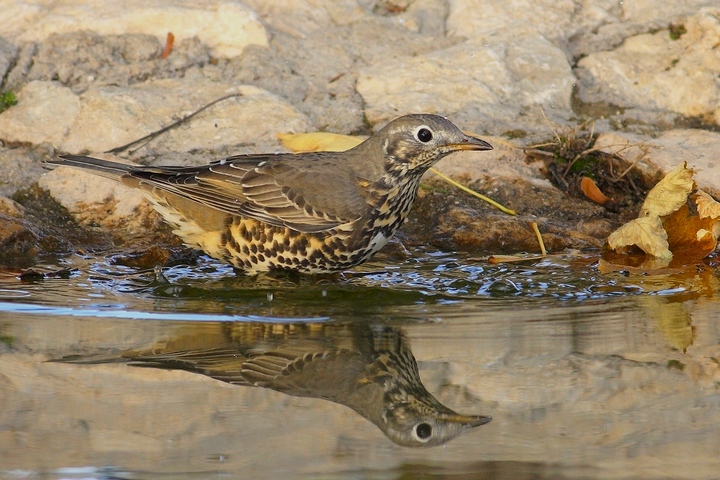 tordela allo specchio