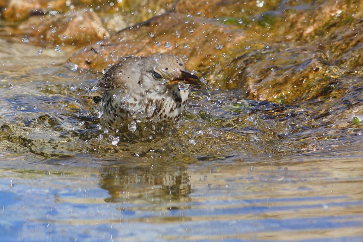 serie di tordela al bagno