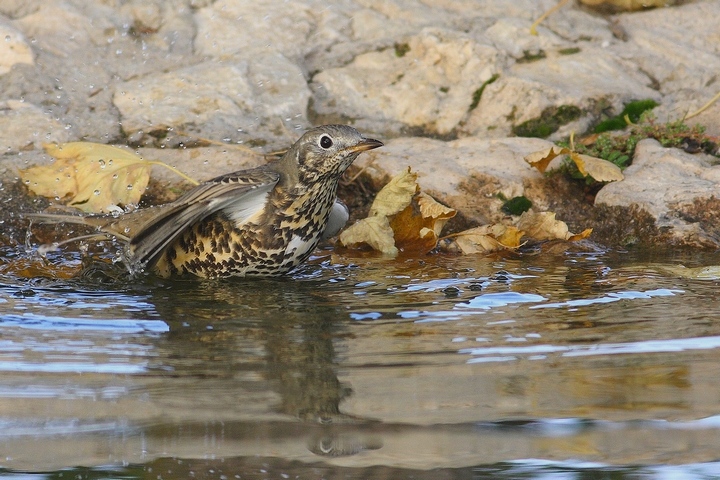 tordela assetata