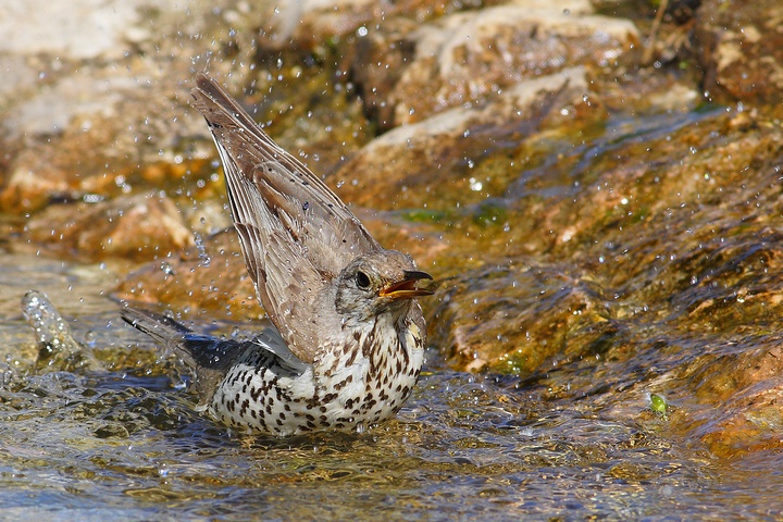 serie di tordela al bagno