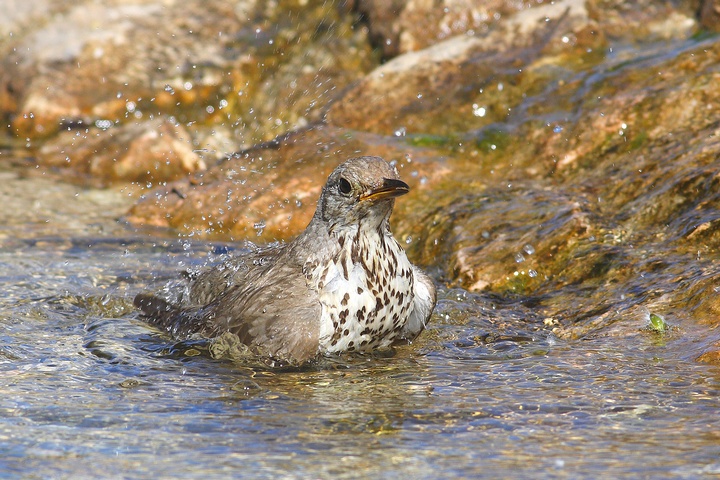 serie di tordela al bagno