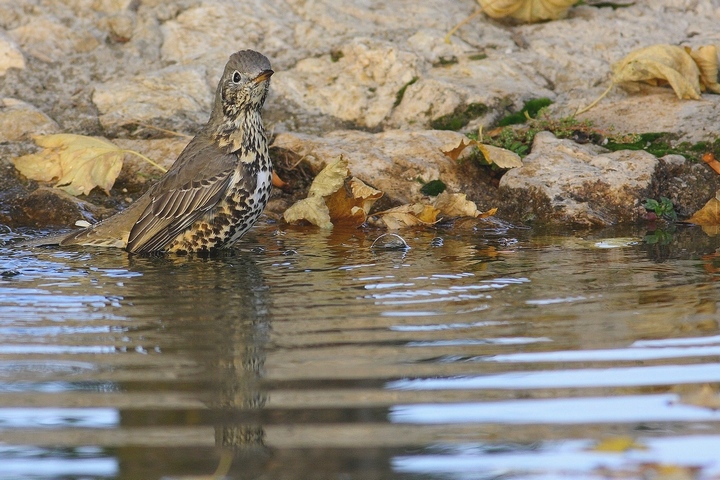 tordela assetata