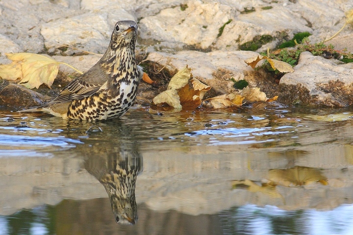 tordela assetata