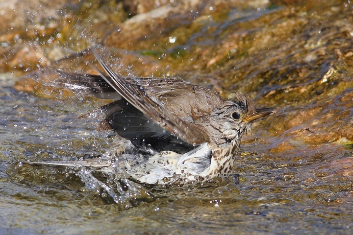 serie di tordela al bagno