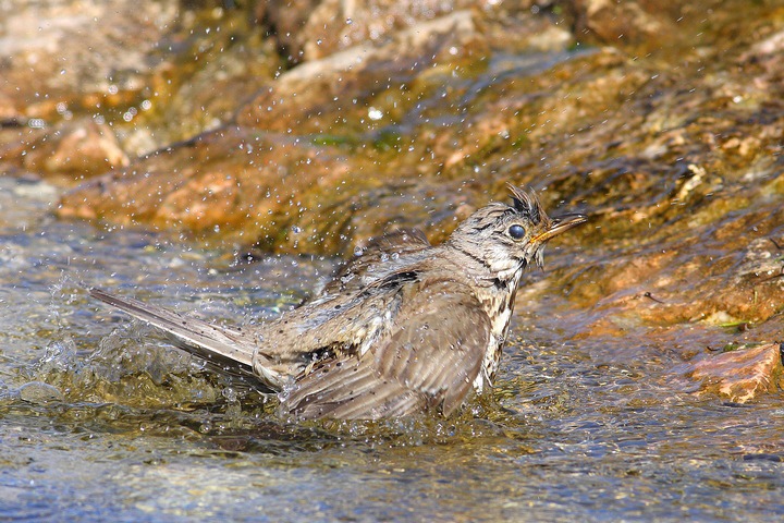 serie di tordela al bagno