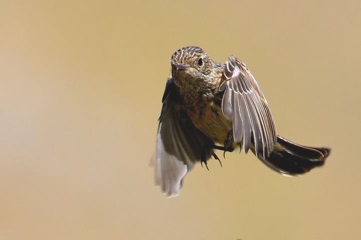 volo del giovane saltimpalo