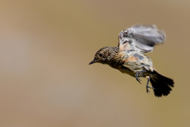 volo del giovane saltimpalo