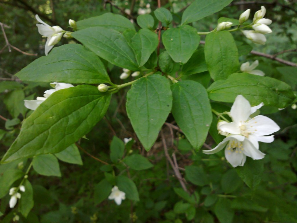 Philadelphus coronarius / Fior d'' angelo