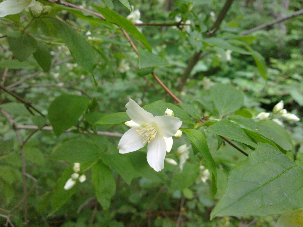 Philadelphus coronarius / Fior d'' angelo