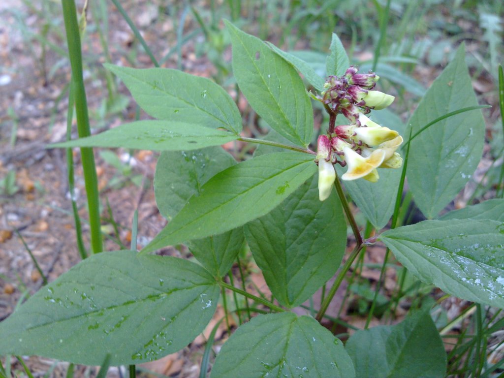 Vicia oroboides /  Veccia bastarda