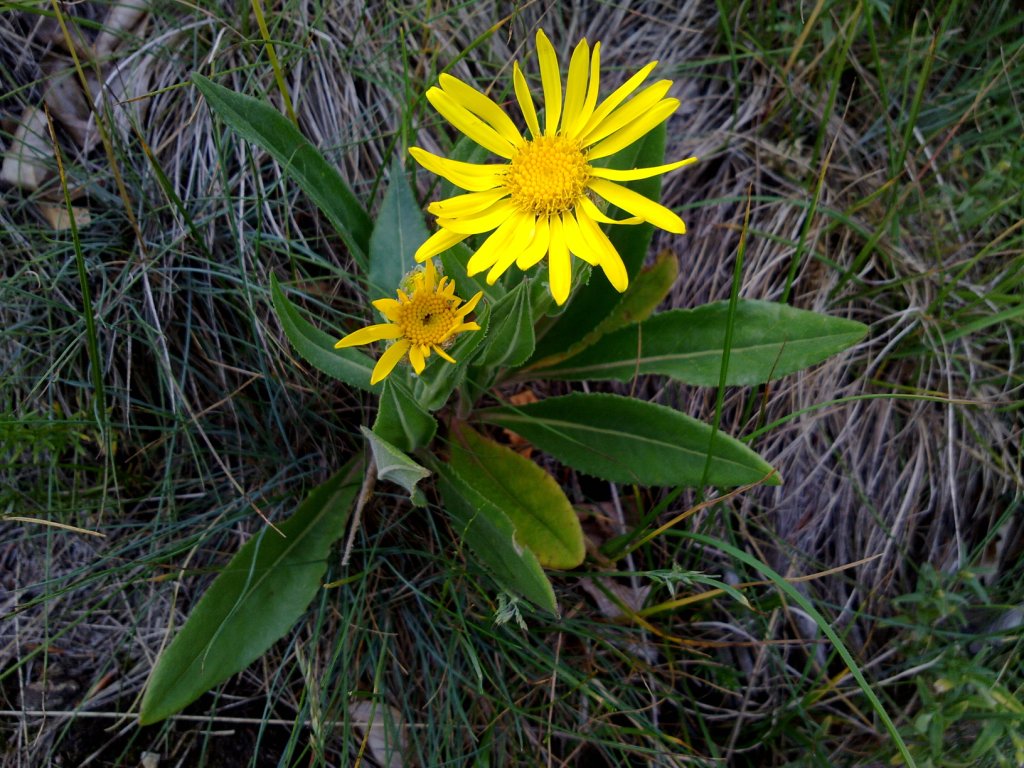 Senecio doronicum