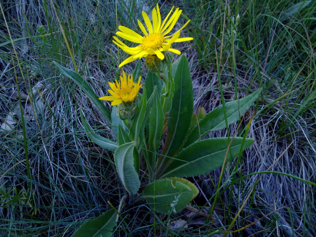 Senecio doronicum