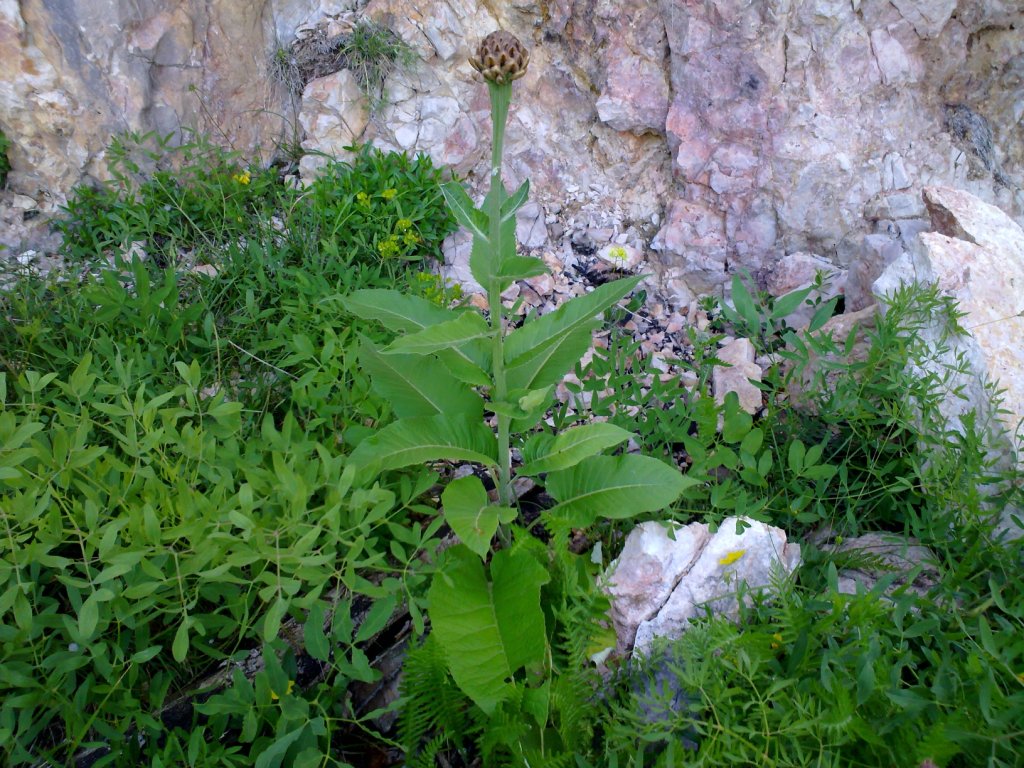 Rhaponticum hemeralpion  / Fiordaliso delle Alpi orientali