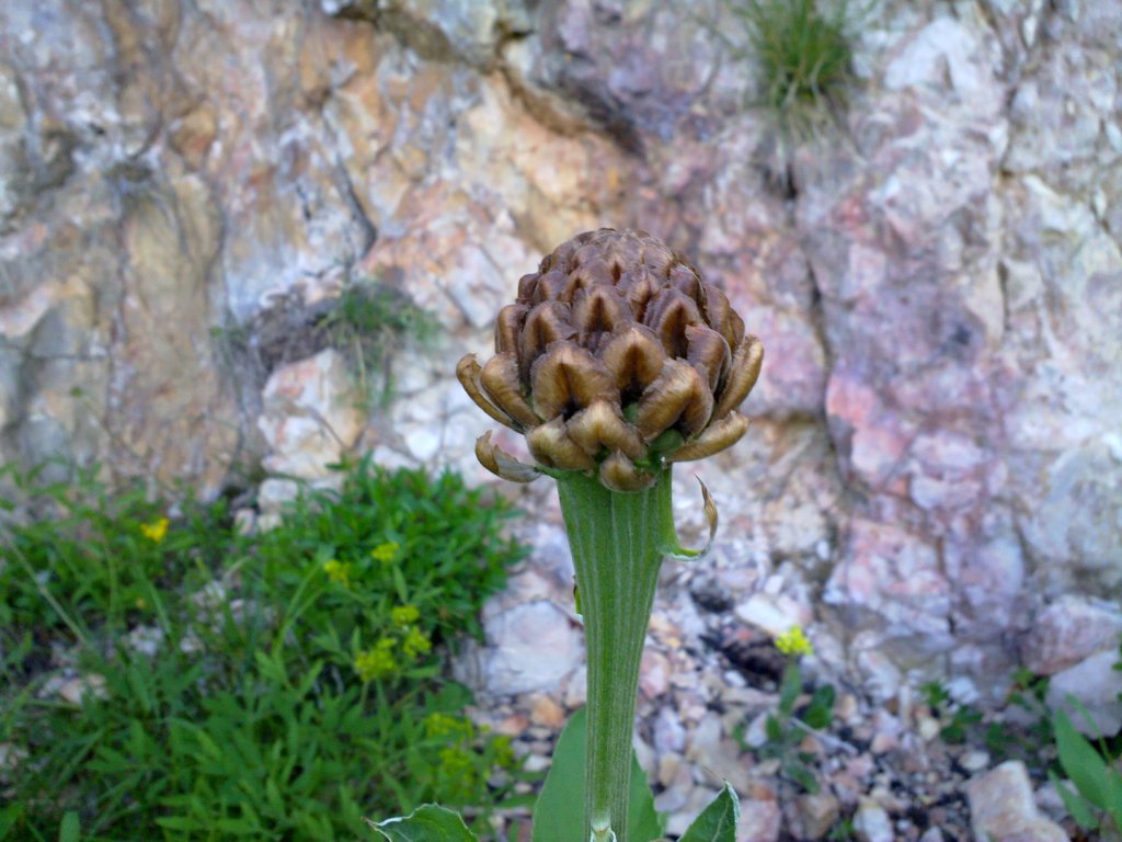 Rhaponticum hemeralpion  / Fiordaliso delle Alpi orientali