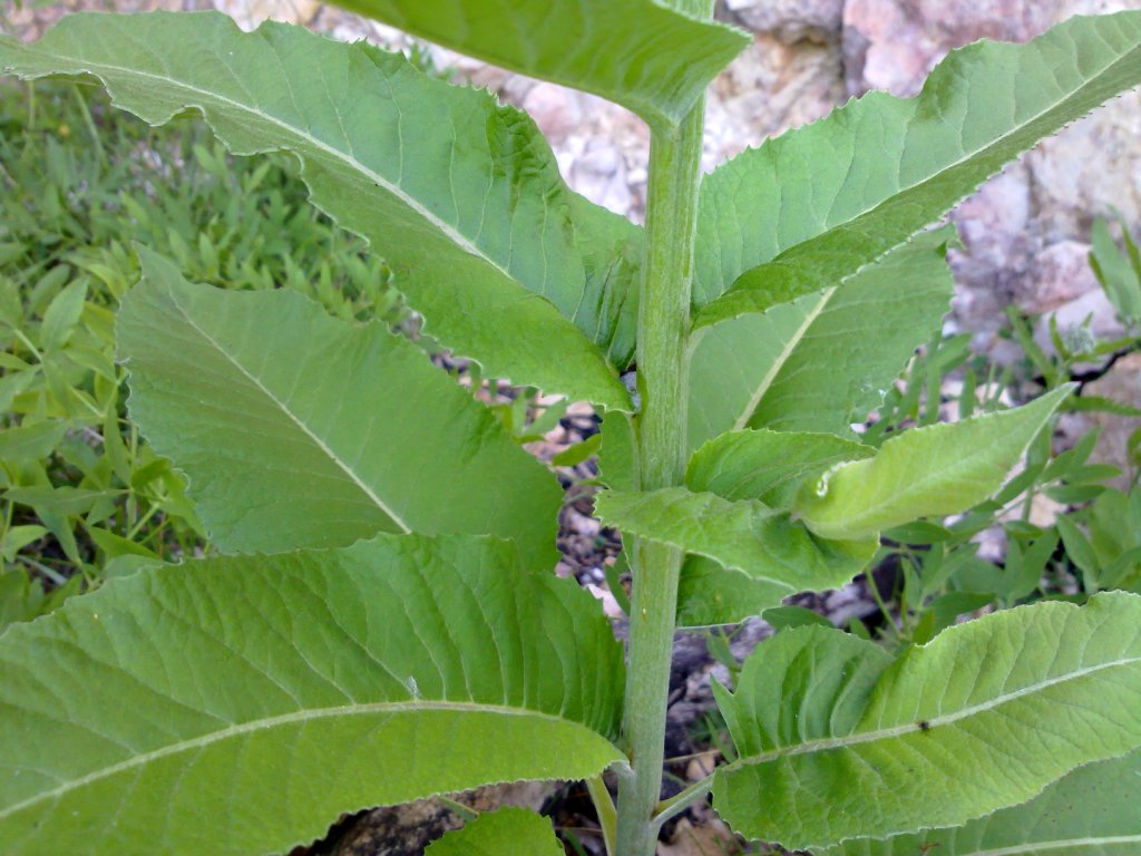 Rhaponticum hemeralpion  / Fiordaliso delle Alpi orientali