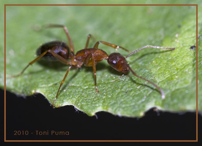 Camponotus (Tanaemyrmex) cfr nylanderi