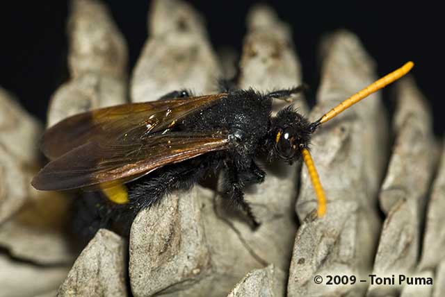 Megascolia bidens, un maschio da Modica (RG)