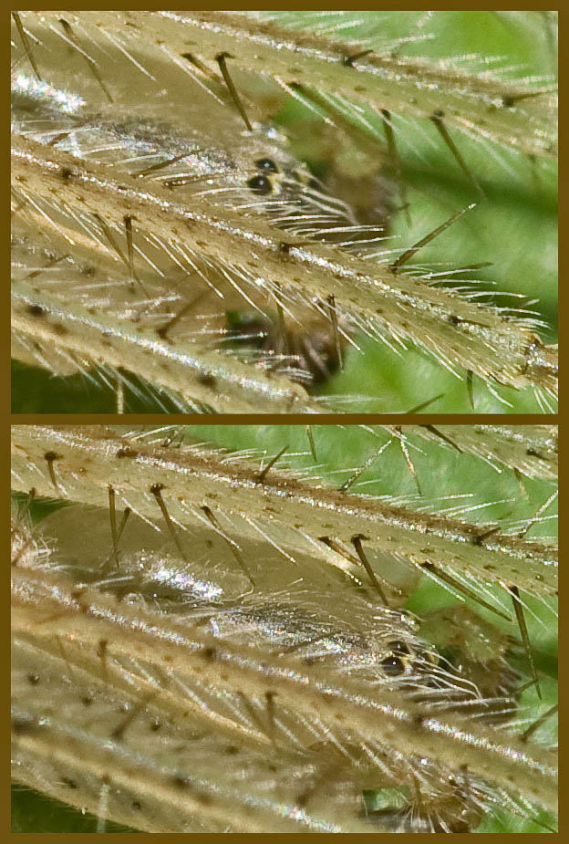 Larinia sp.