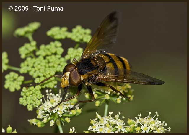 Volucella?