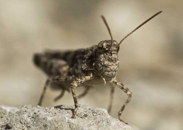 Ortottero siciliano: Oedipoda sp.