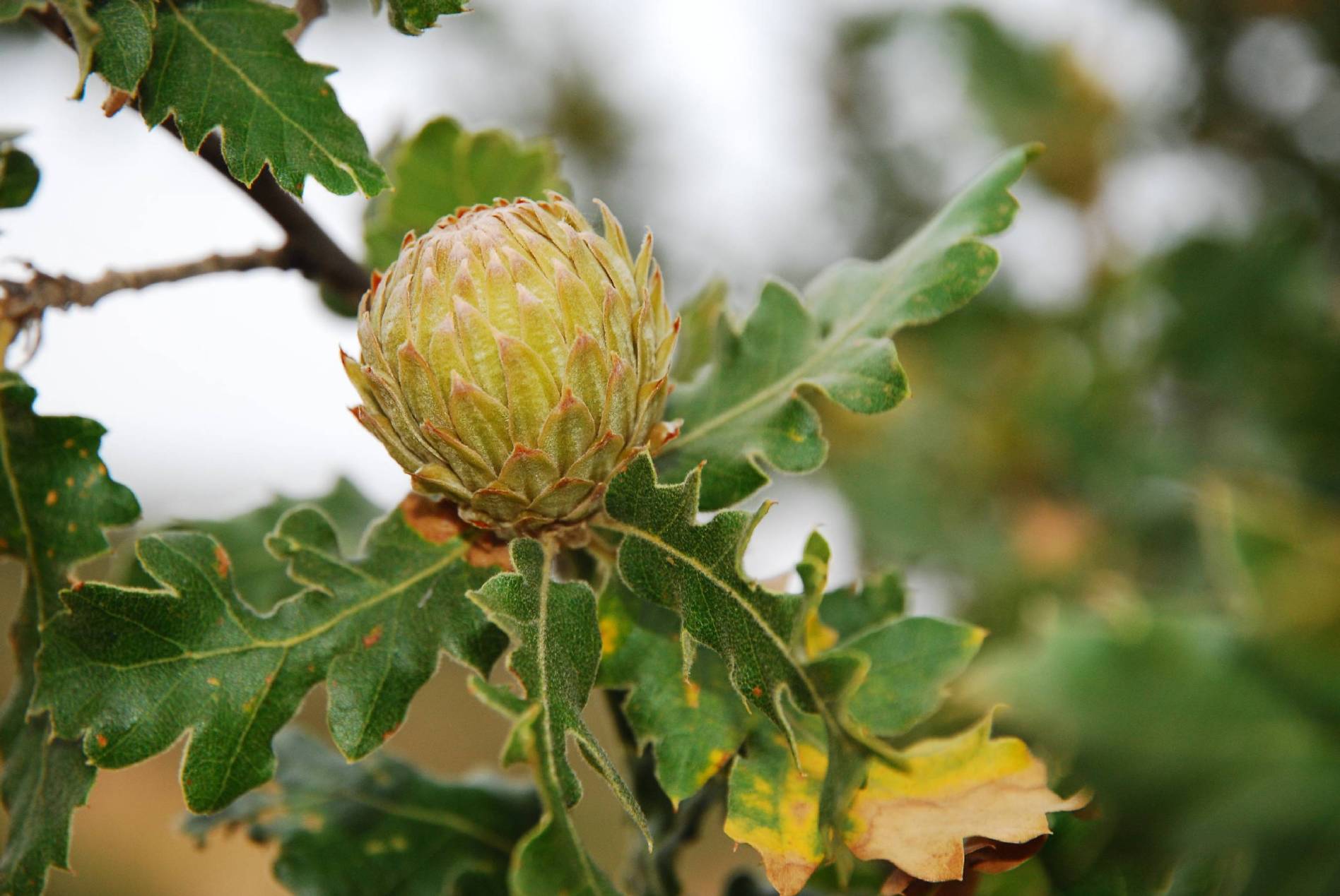 Quercus macrolepis