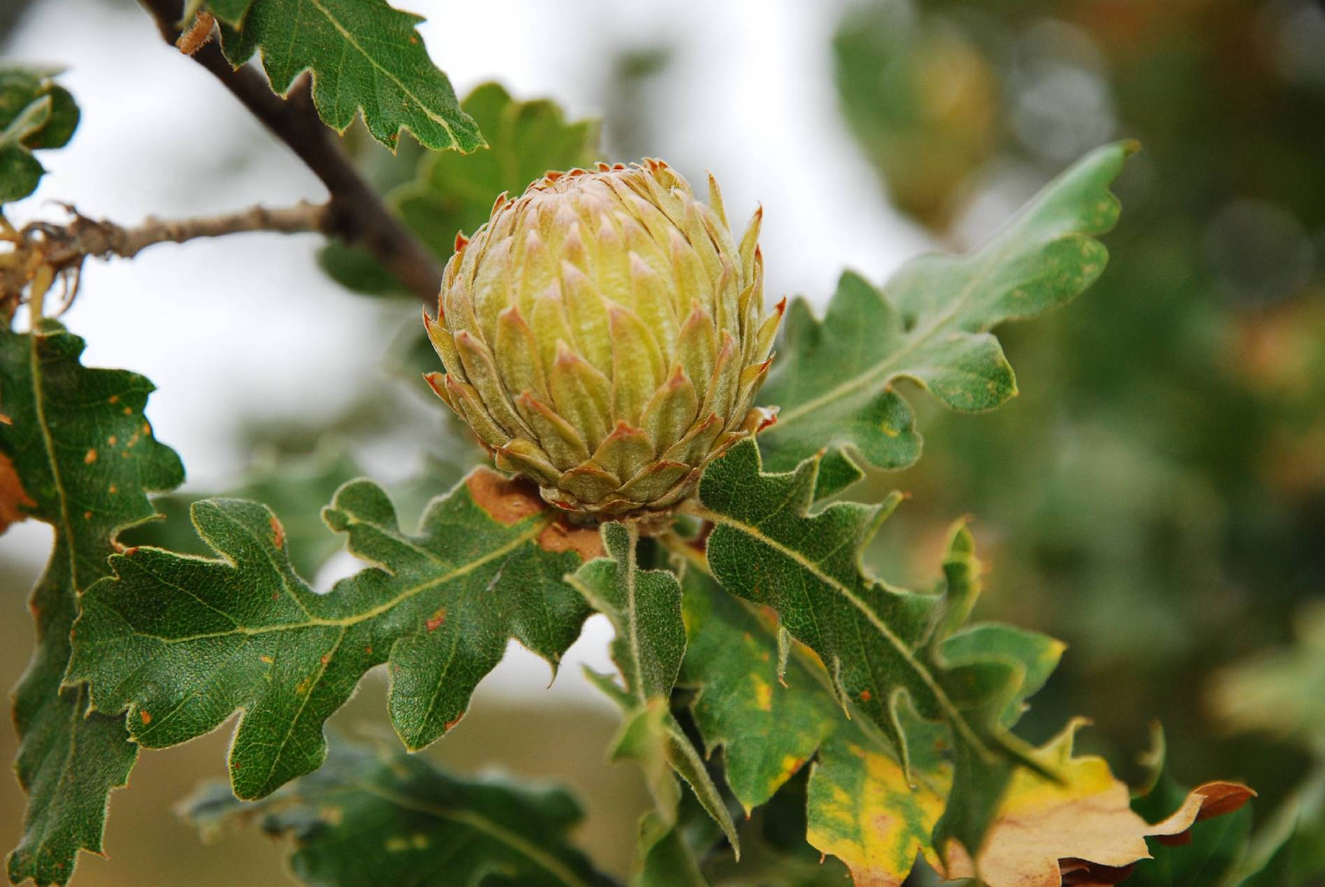 Quercus macrolepis