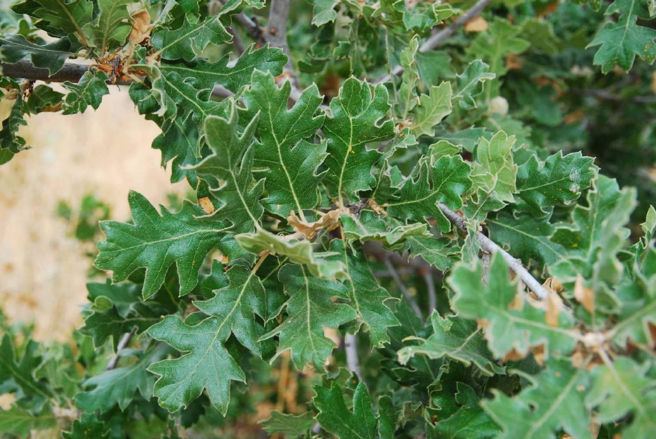 Quercus macrolepis