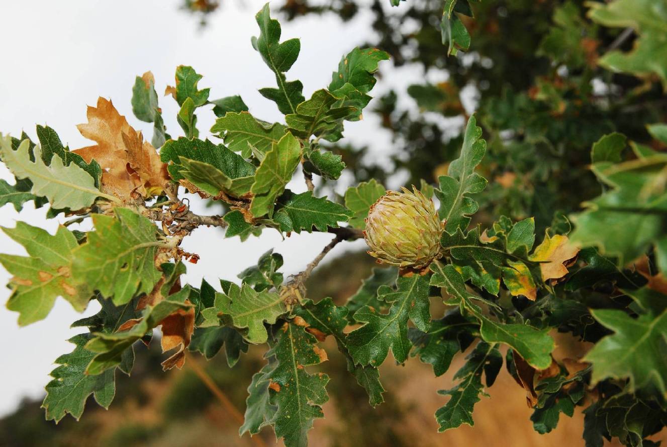 Quercus macrolepis