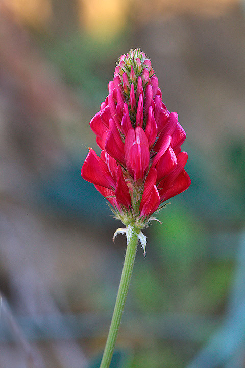 Sulla coronaria / Sulla comune