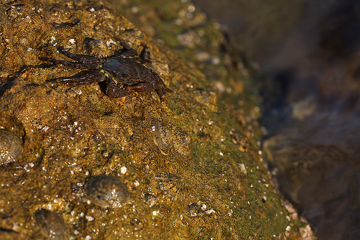 Pachygrapsus marmoratus (Fabricius, 1787)