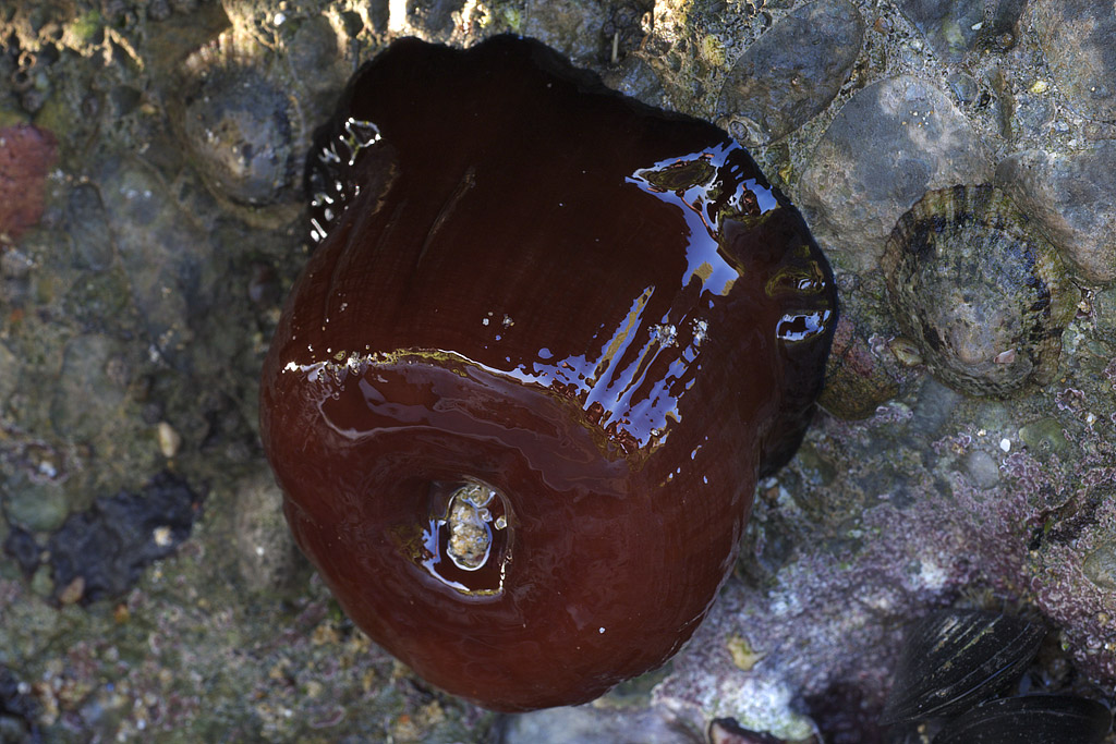 Actinia equina (Linn, 1758)