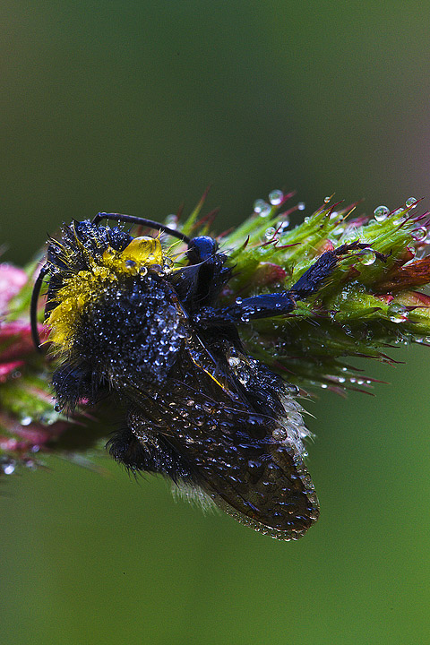 Bombus?