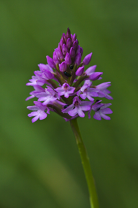 Help identificazione: Anacamptis pyramidalis