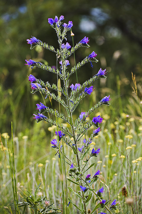 Echium plantagineum