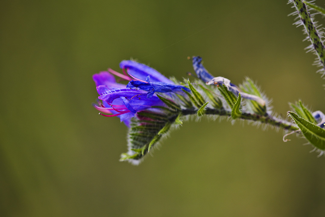 Echium plantagineum