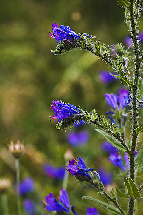 Echium plantagineum