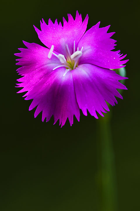 Dianthus sp. e Delphinium cfr. fissum