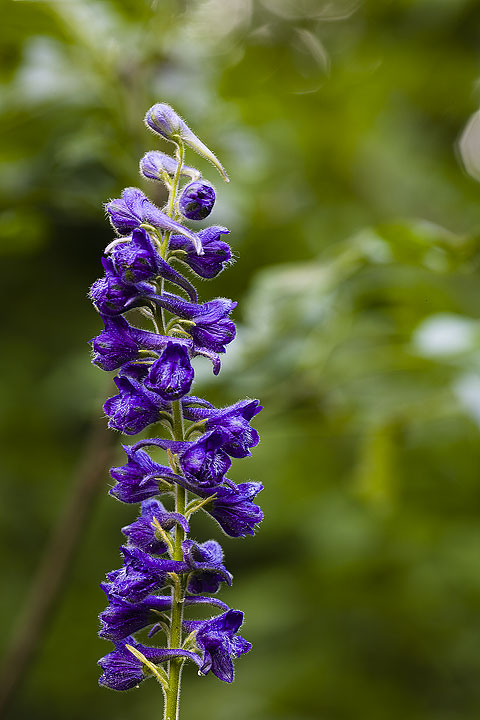 Dianthus sp. e Delphinium cfr. fissum