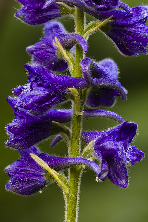 Dianthus sp. e Delphinium cfr. fissum