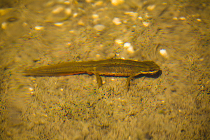 Triturus vulgaris? s, Lissotriton vulgaris