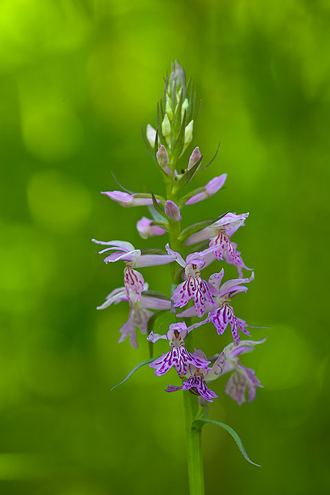 Dactylorhiza maculata?