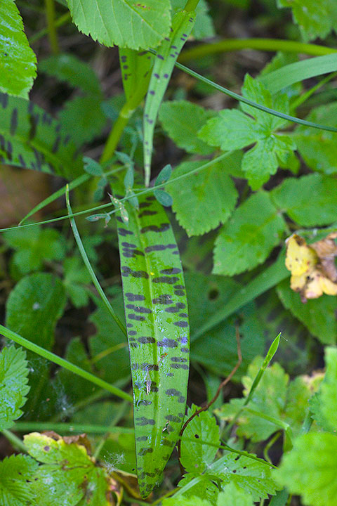 Dactylorhiza maculata?